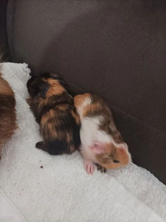 Vendo porquinho da índia  - Foto 4