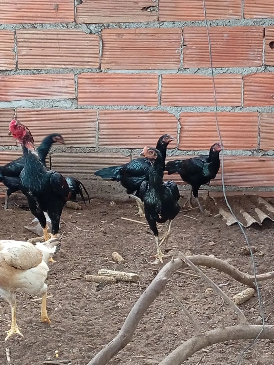 Galos e Galinhas Ornamentais