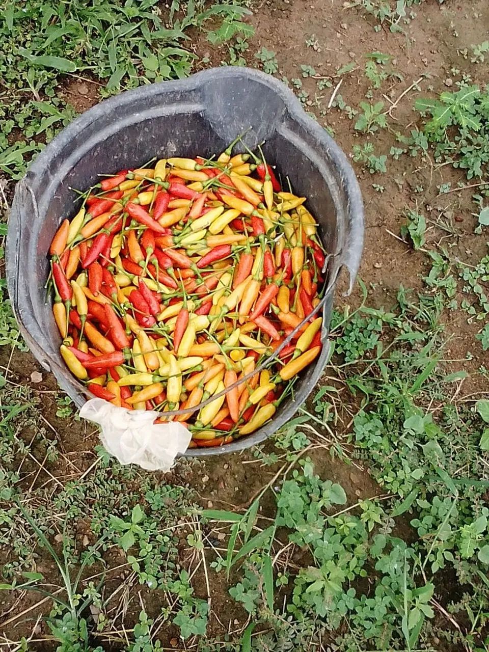 Pimenta Fresca para venda - Foto 2