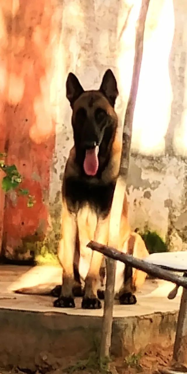 Cão Belga de Malinois para CRUZAR - Foto 2