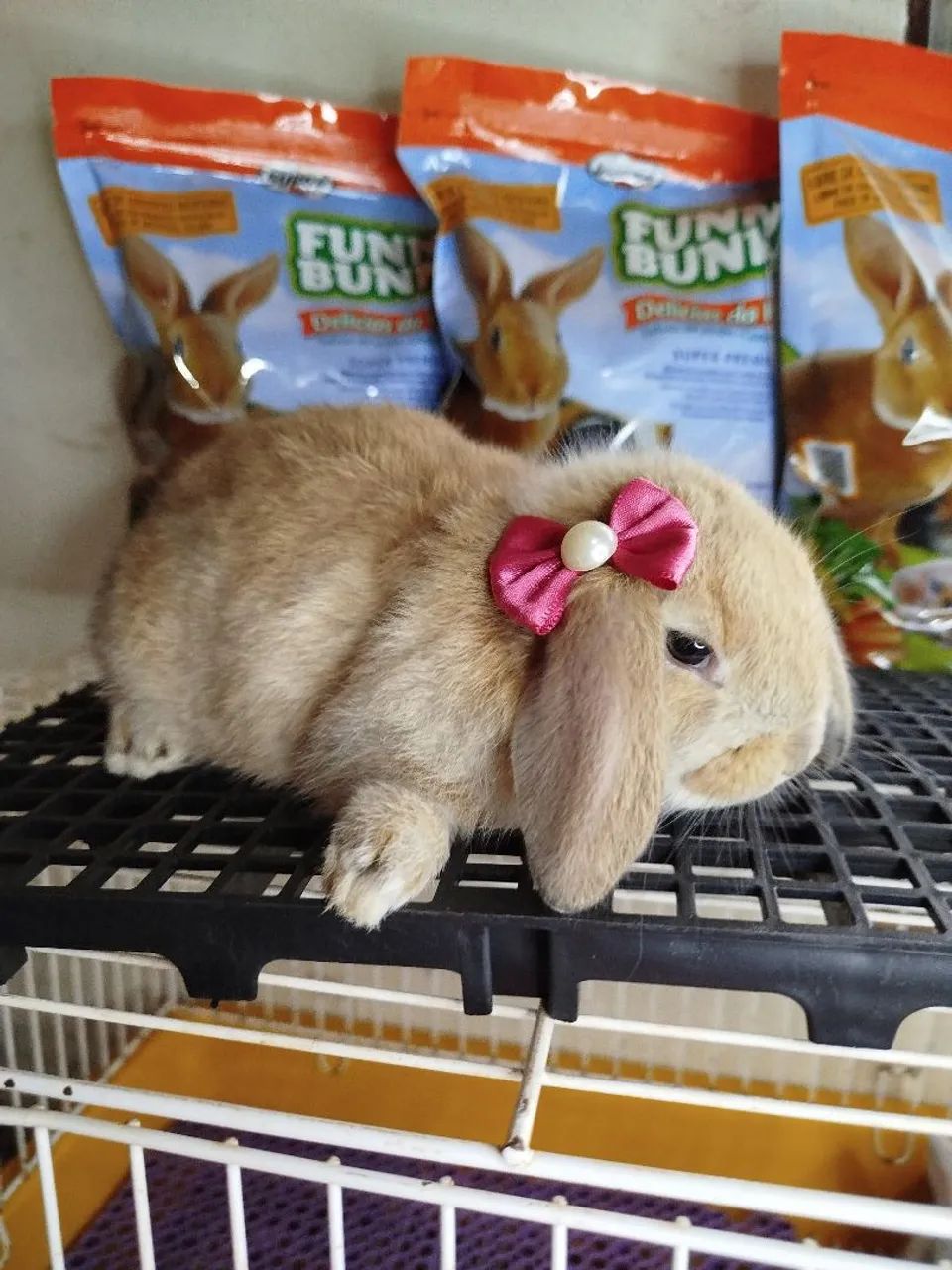 Mini Coelho Variadas Raças  - Foto 5