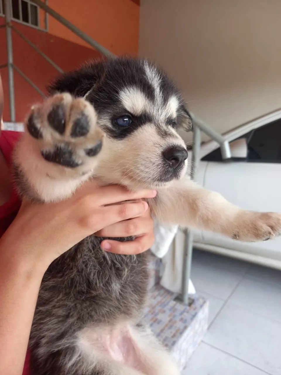 Filhotes de Husky Siberiano com Pastor Belga - Foto 3