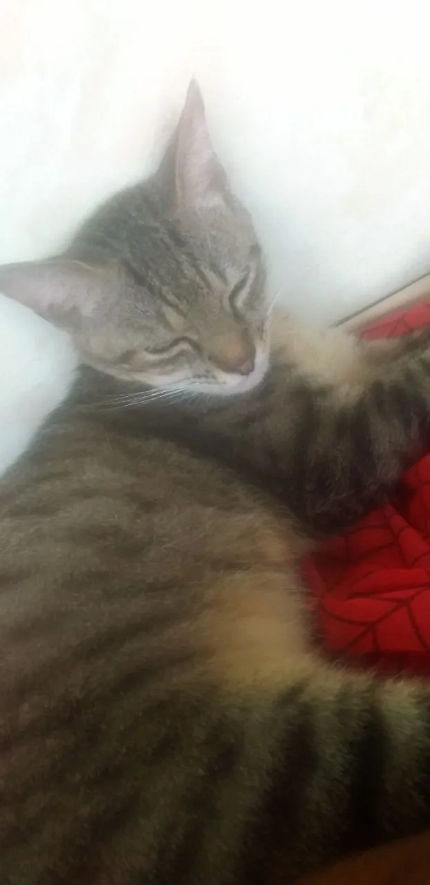 Gatinho Cinza Dormindo - Adorável e Tranquilo