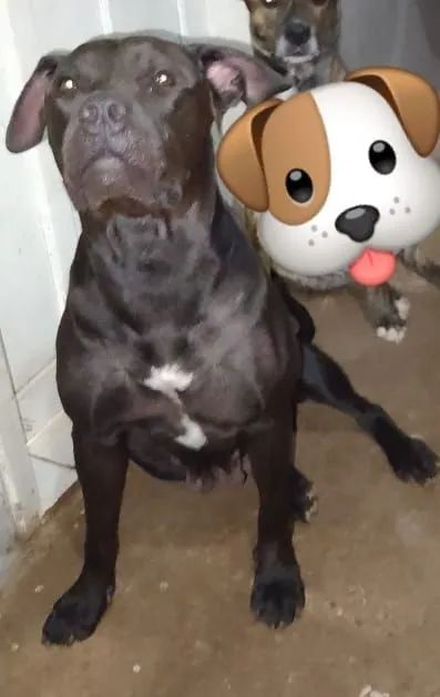  Filhotes PITBULL American TERRIE  - Foto 2