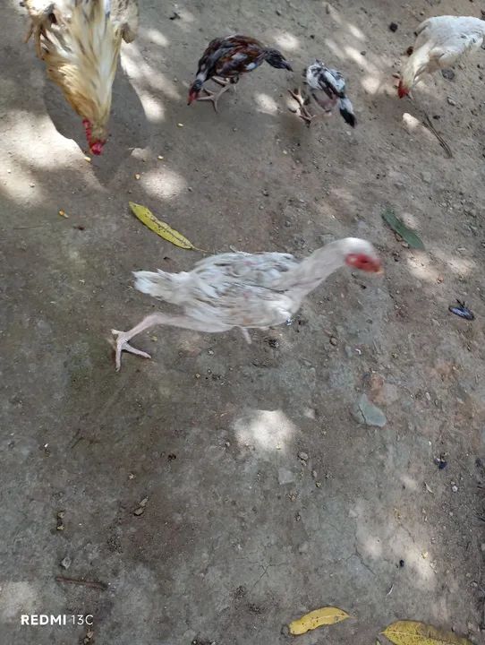 2 frangão e 1 franga china pura - Foto 6