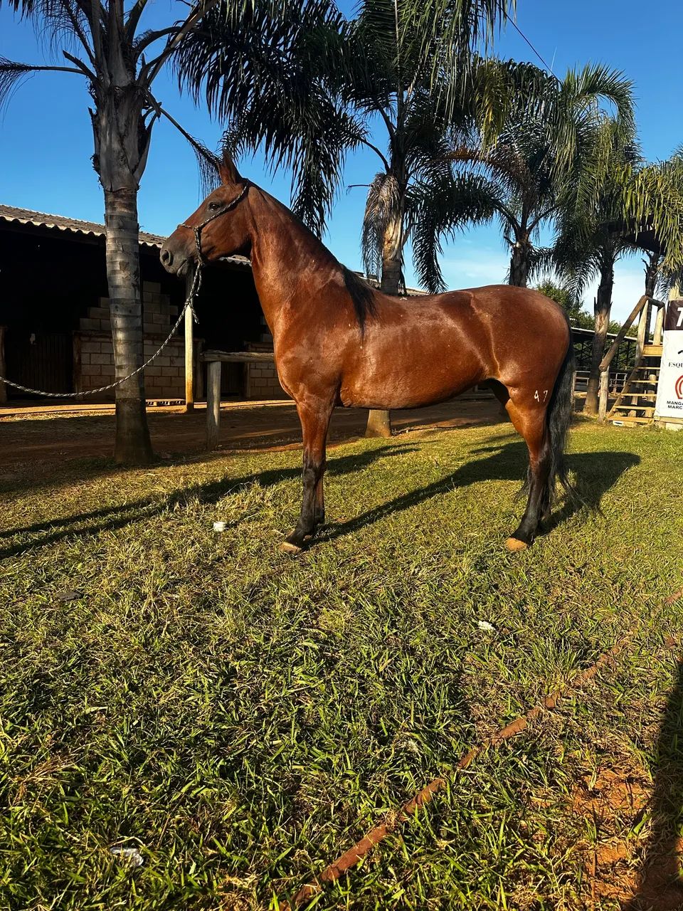 Égua mangalarga Extra - Foto 3