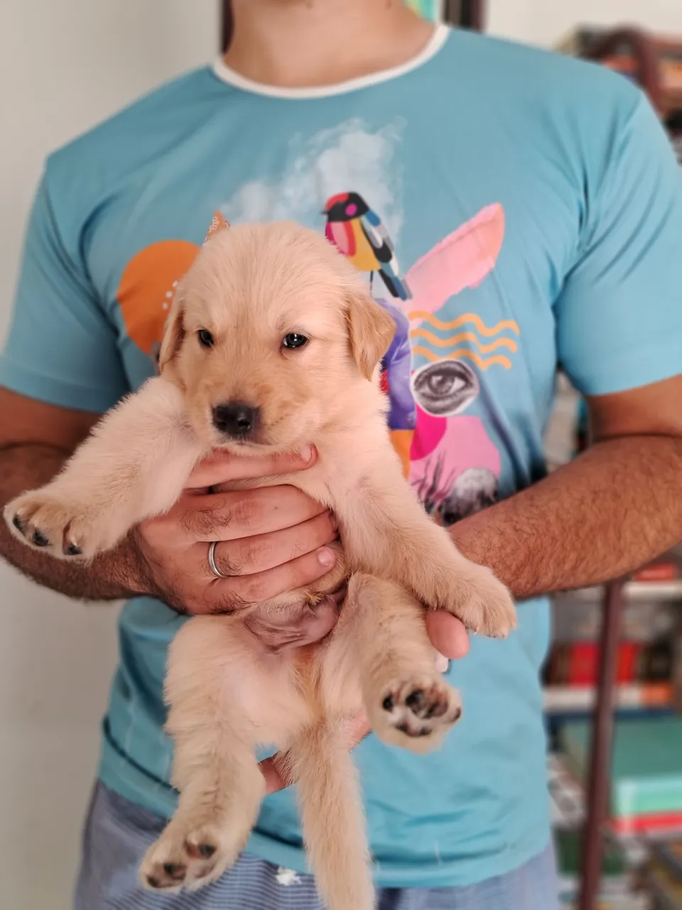 Filhote de Golden Retriever
