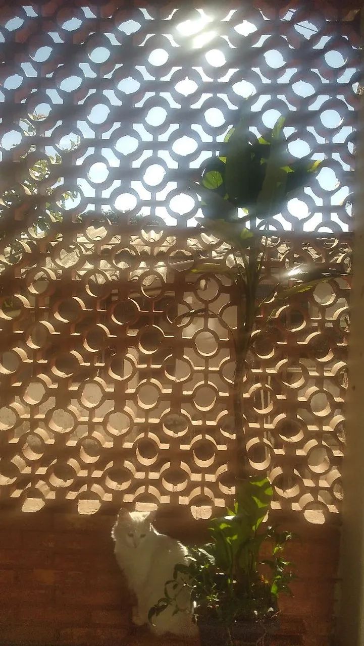 Comigo ninguém pode - Foto 5