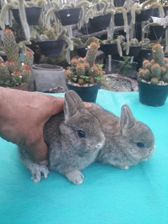 Coelho anão importado Agouti  - Foto 2