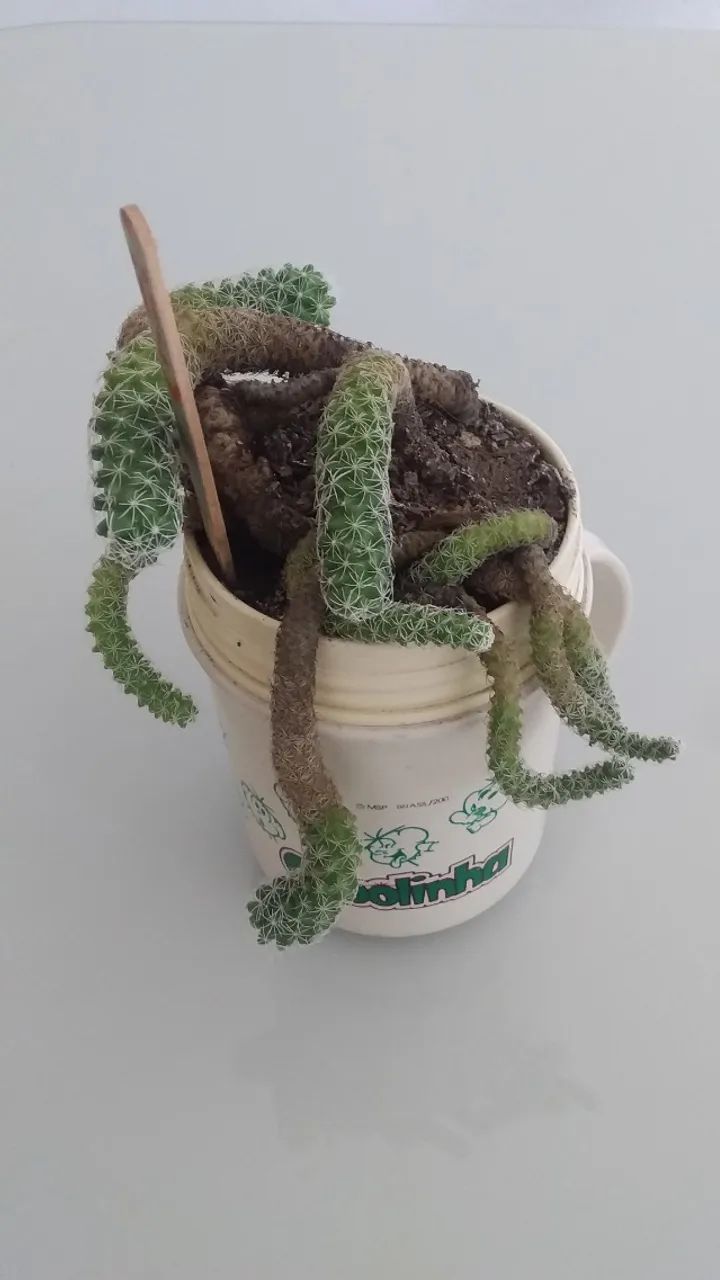 Vaso/Caneca Com Mudas De Cactos "Dedal"