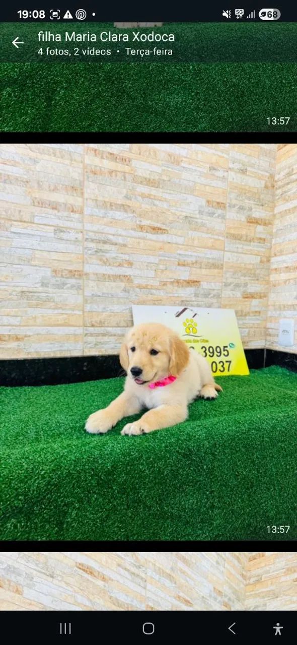 Filhote Golden Retriever -Puricimmo com Garantia  no contrato  - Foto 4