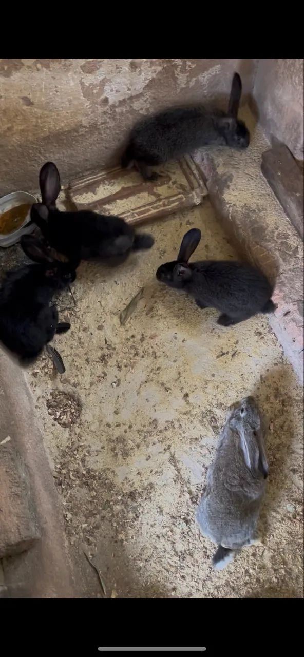 Coelho Gigante64169288098179120