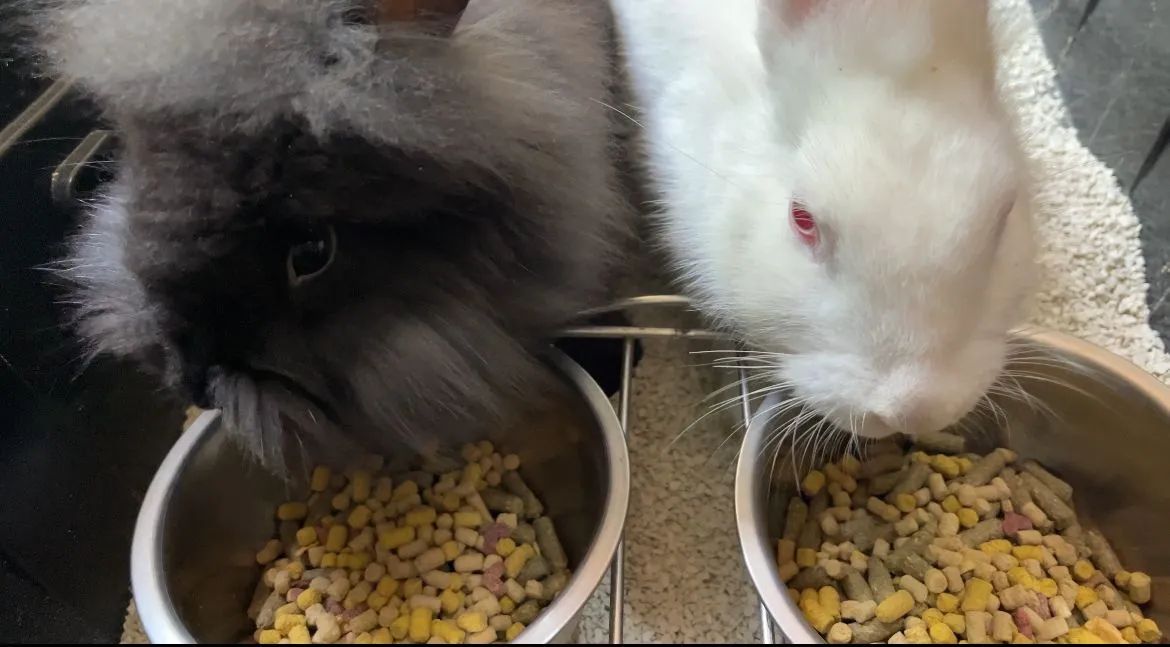 DOANDO CASAL DE COELHOS - Foto 3