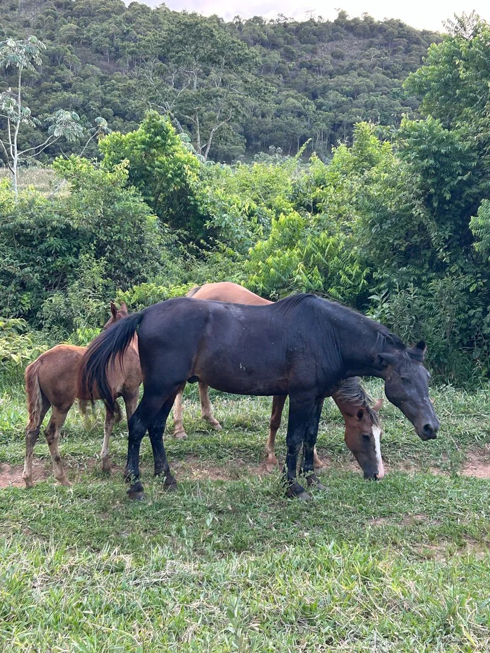 Cavalo manso para inexperientes