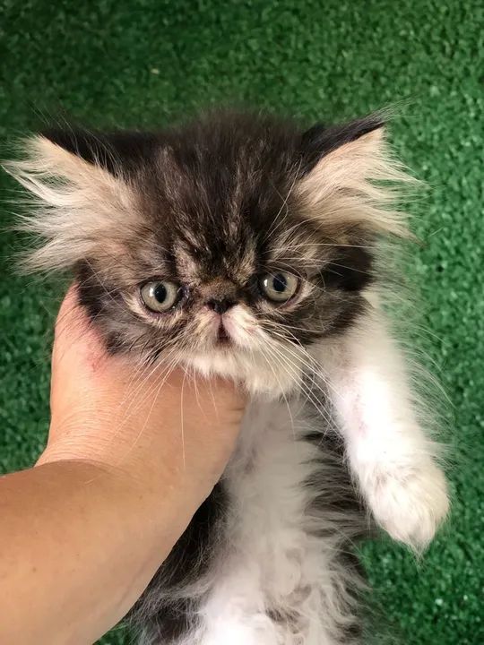 Gatinho persa lindo e dócil - Foto 5