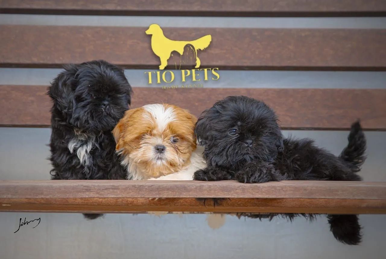 Shih Tzu Fêmea e Macho filhote - Foto 6