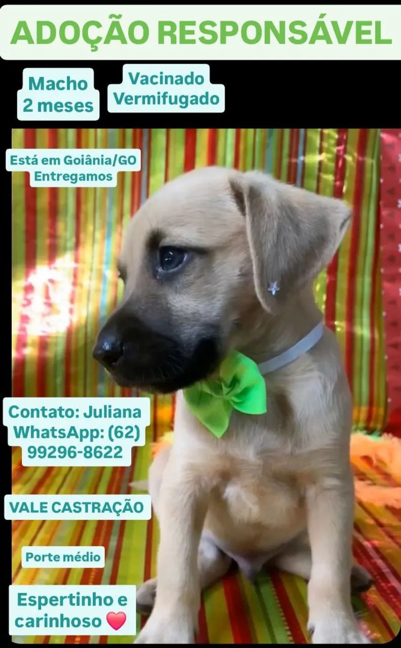 Filhote macho para Adoção Responsável 
