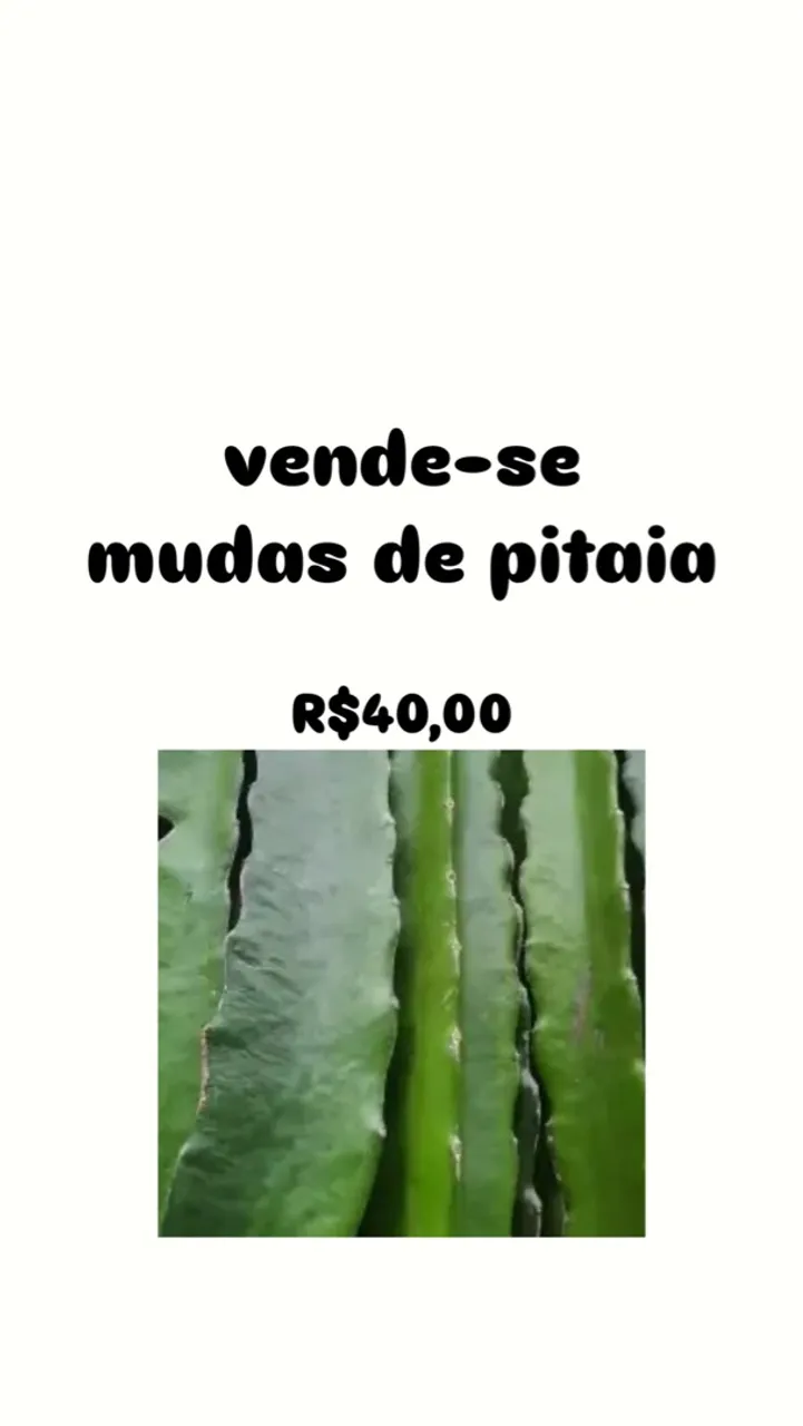 Mudas de Pitaia