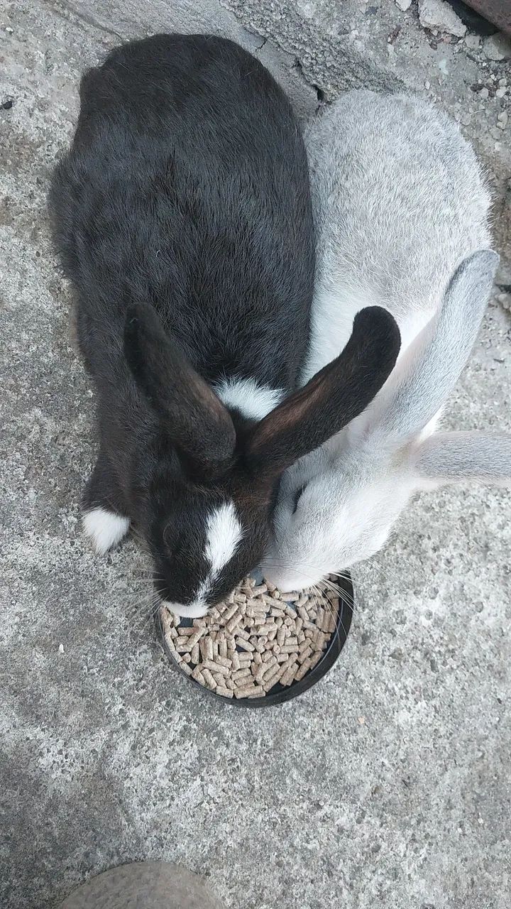 Porquinho da india e coelhos  - Foto 2