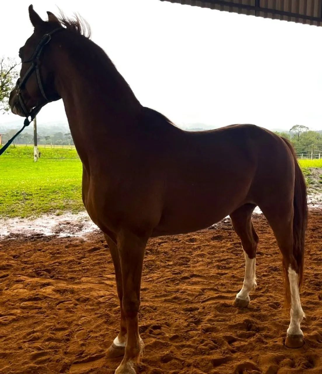 Lindo Árabe Macho Castrado 9 anos