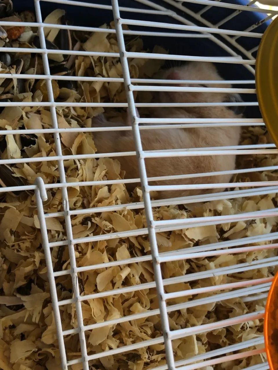 Vendo hamister macho