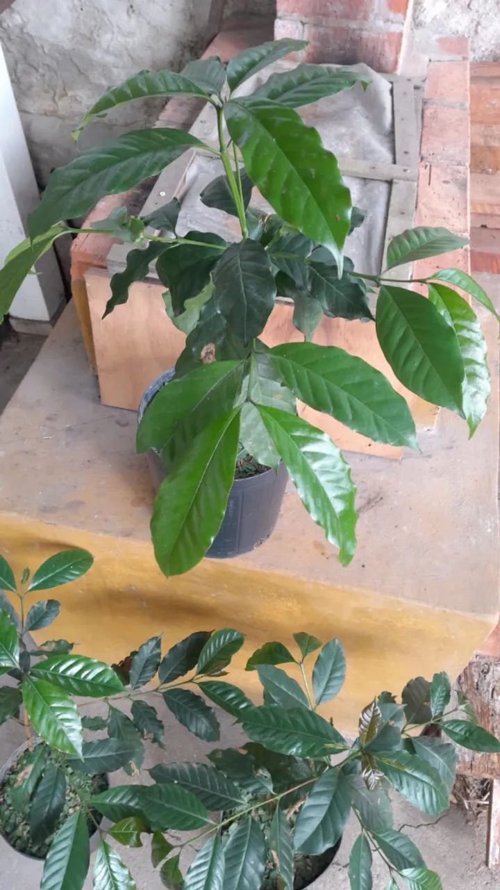 Muda de Café - Foto 4