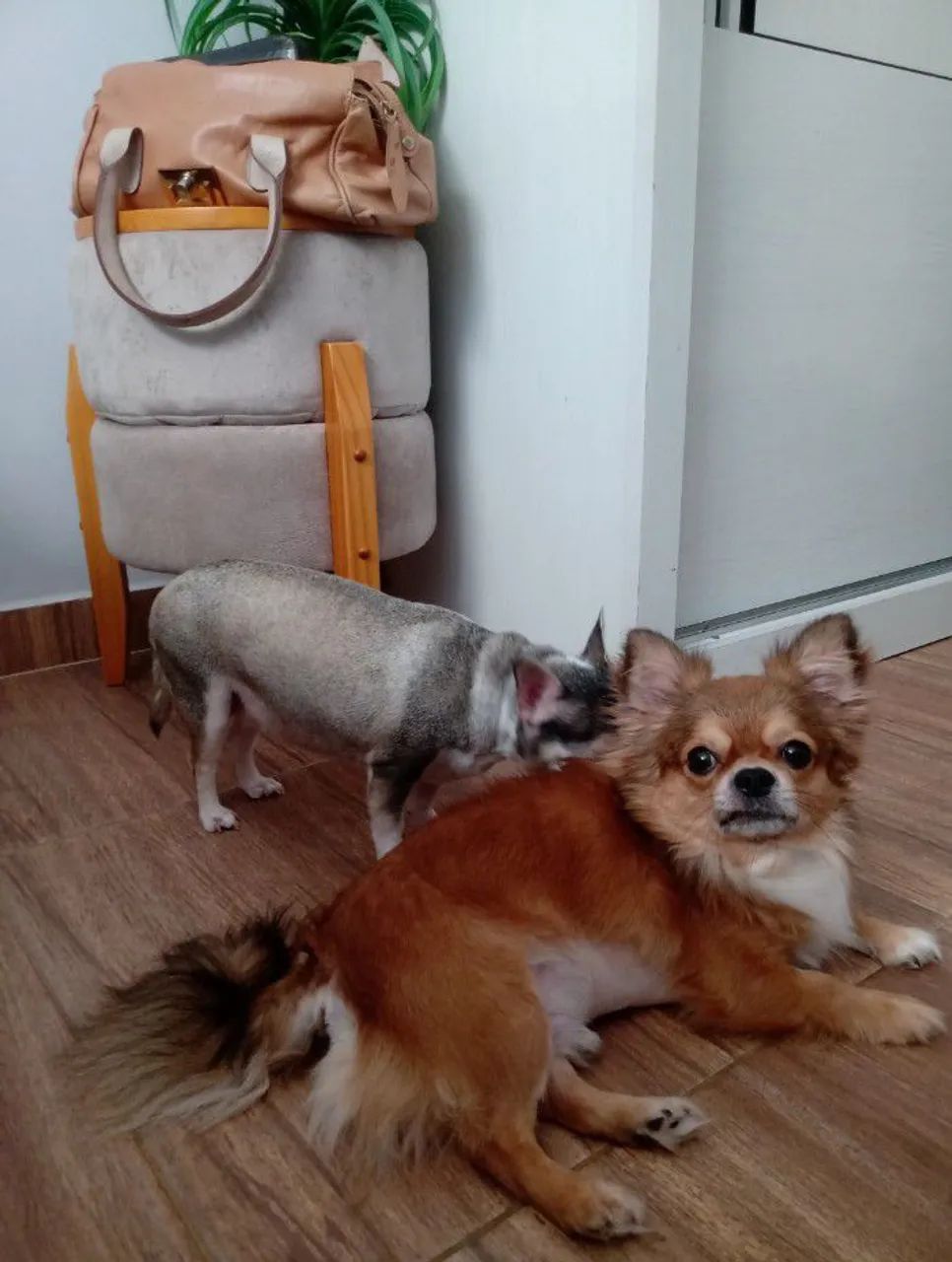 Filhote de chiuhuahua "MACHO" - Foto 2