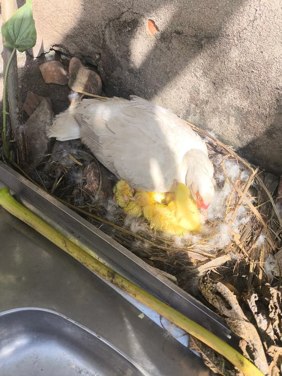 Filhotes de pato