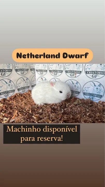 Filhote de Coelho Netherland Dwarf Macho - Foto 2