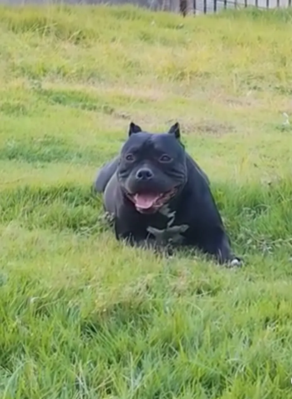 American Bully Pocket fêmea