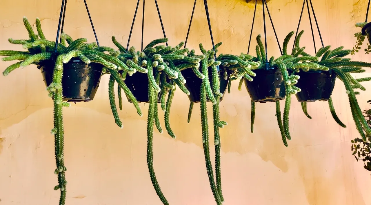 Cactos amendoim pendentes exuberantes para decorar seu lar!