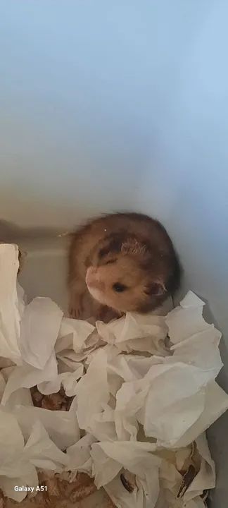 Hamster Filhote - Foto 2