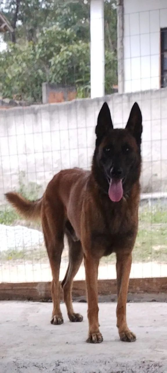 Procurando uma fêmea  ? - Foto 3