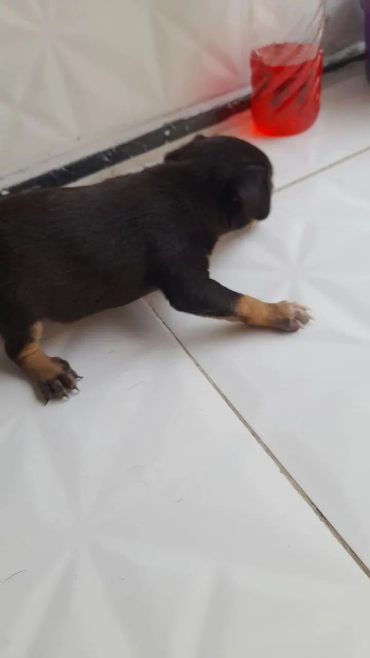 Filhotes de Pinscher à Venda - Foto 3