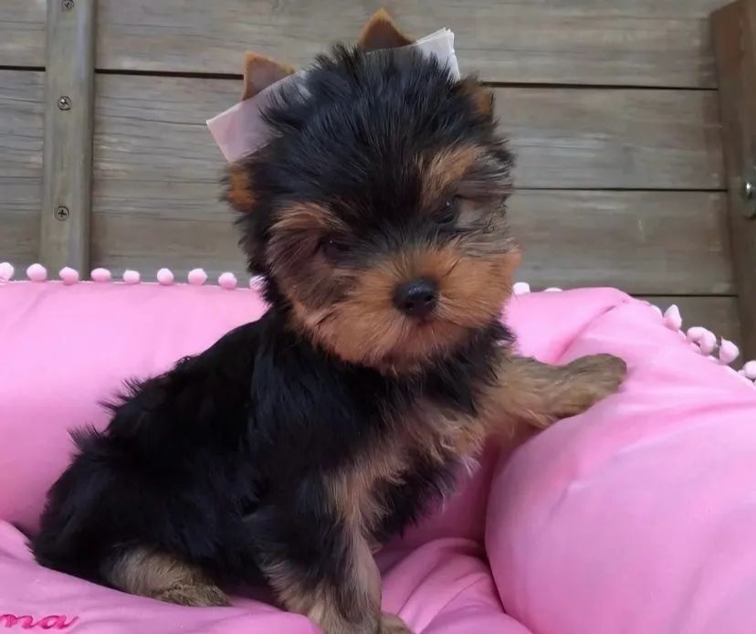 Yorkshire Terrier LINDOS - Qualidade e Pureza - Foto 2