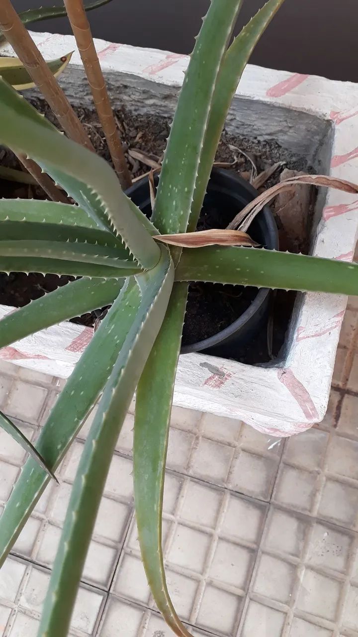 Planta babosa - Foto 2
