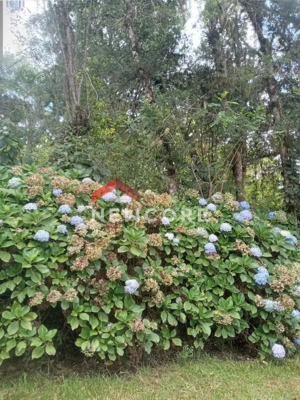 Chácara em Izaura Ravaglio da Rocha - Contenda - São José dos Pinhais/PR - Foto 3