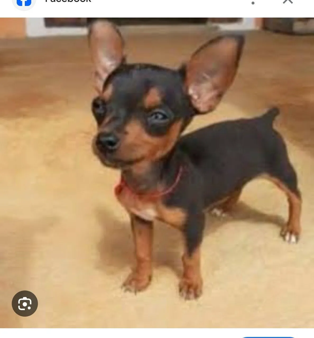 Procuro filhote de cachorro pinthier para comprar Número 1 ou 2 valor até 300 rea1 0u 2