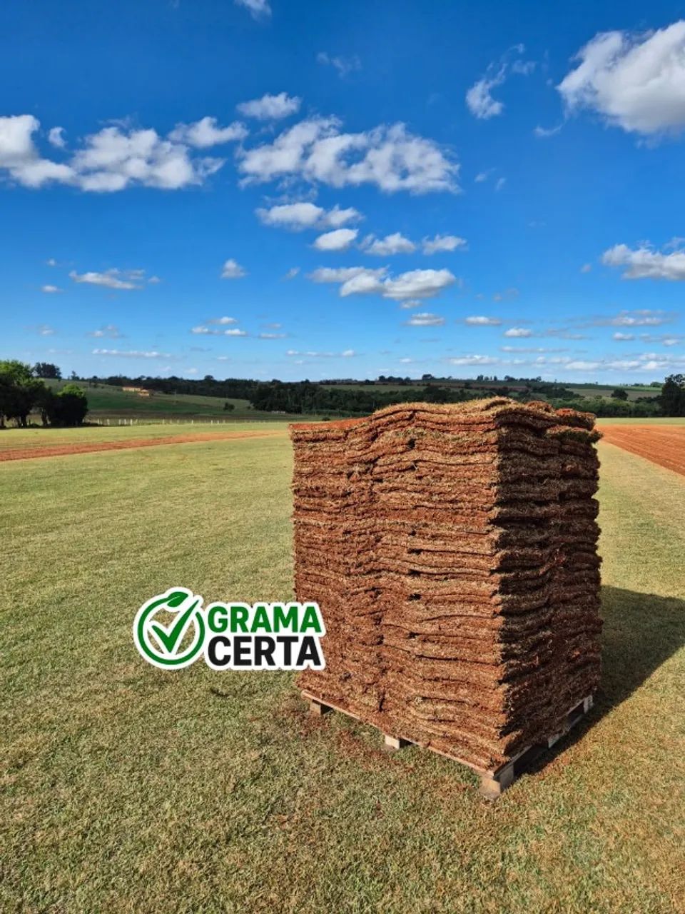 Grama Esmeralda - Campinas e Região - Foto 5