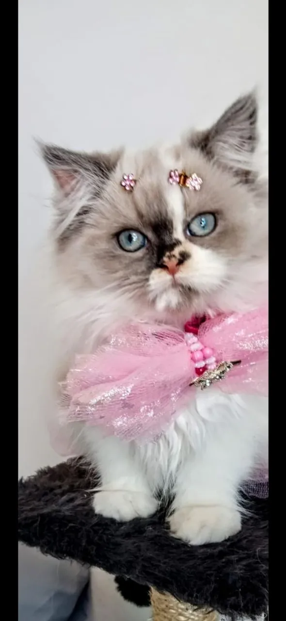filhote gato persa fêmea.