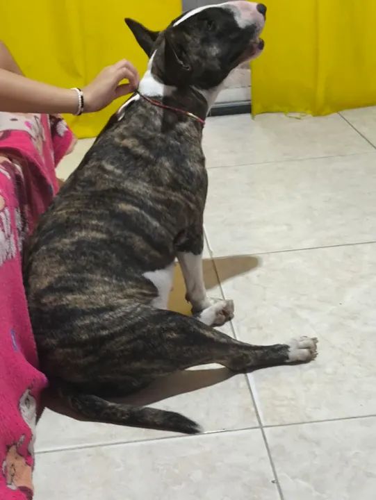 Bull terrier  - Foto 4