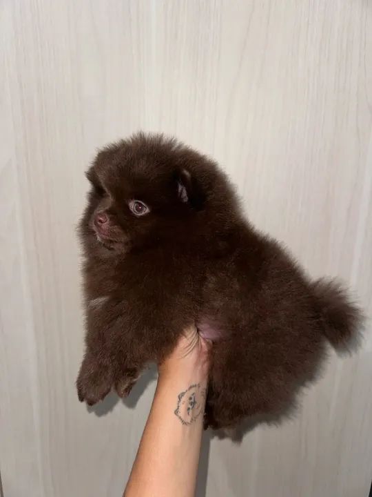 Spitz alemão chocolate - macho  - Foto 3