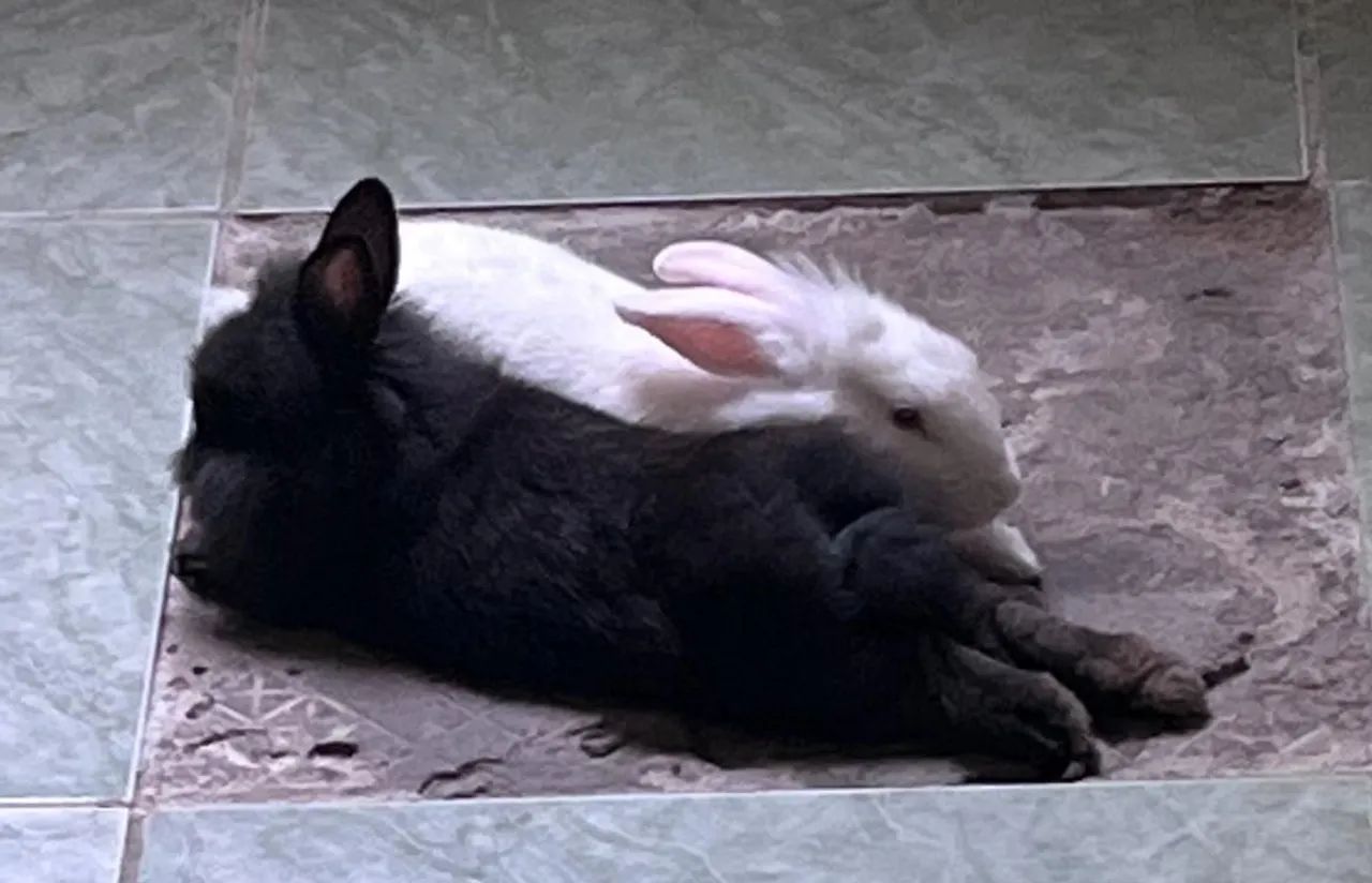 DOANDO CASAL DE COELHOS