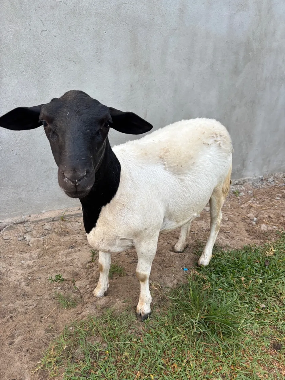Ovelha dorper
