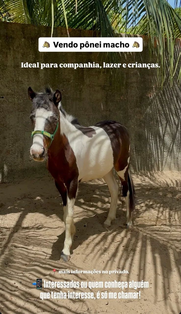 Vendo Pônei macho