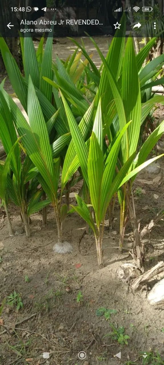 Coco anão e outras frutíferas enxertadas. Plantas ormamentais - Foto 2