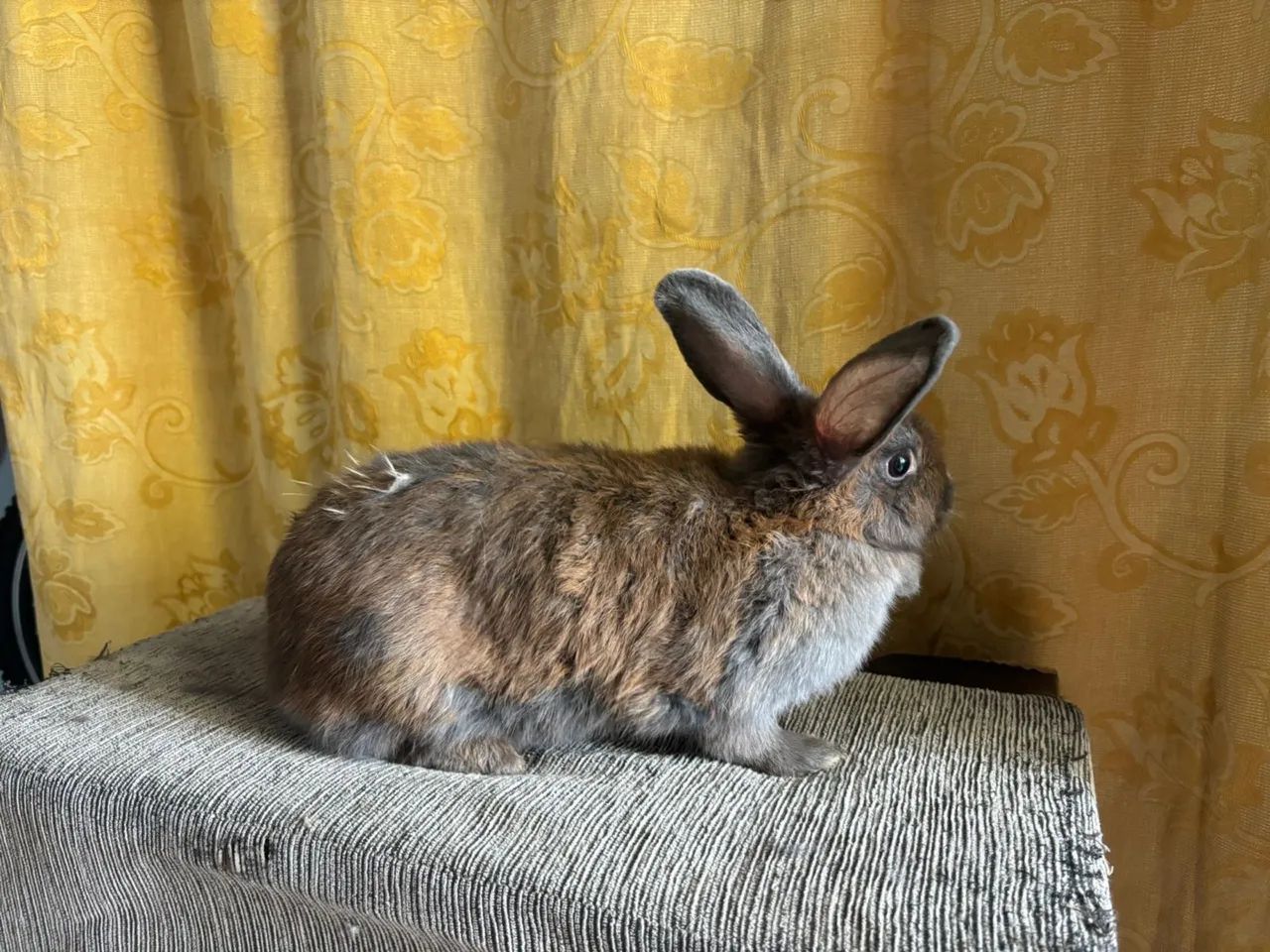 Coelhinhos fofinhos á venda! - Foto 3