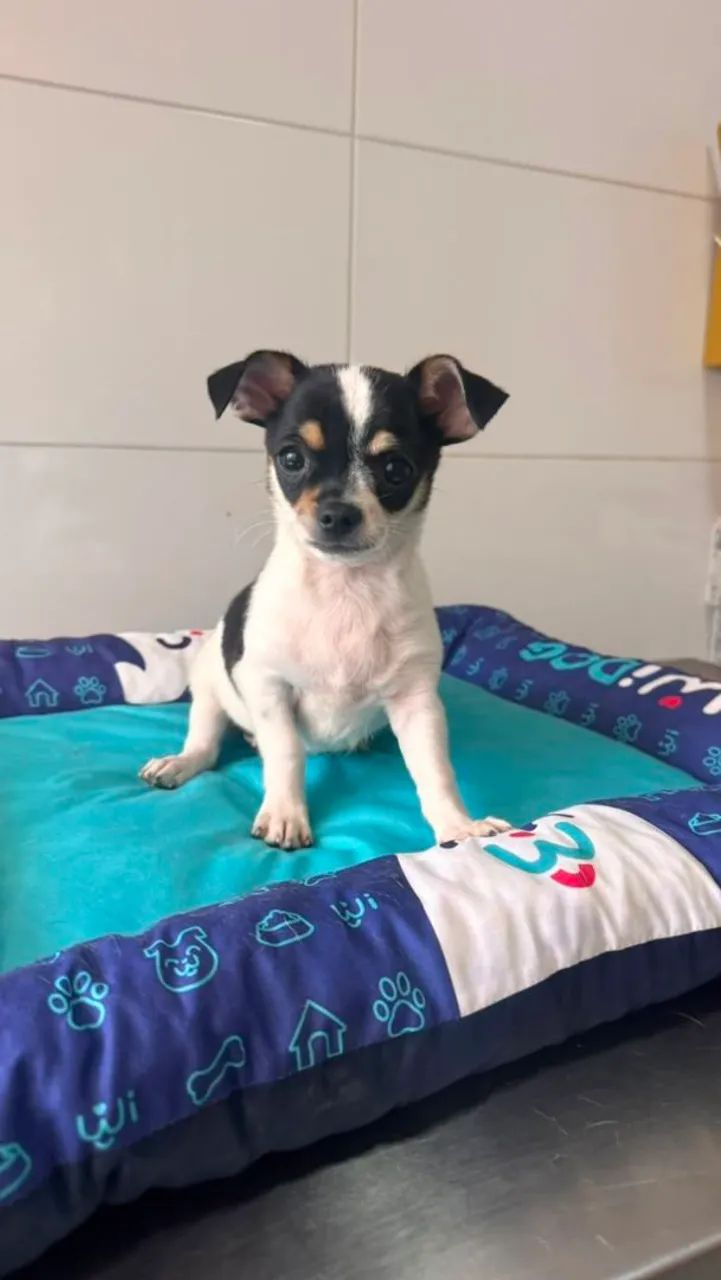 Chihuahua Macho - Foto 4