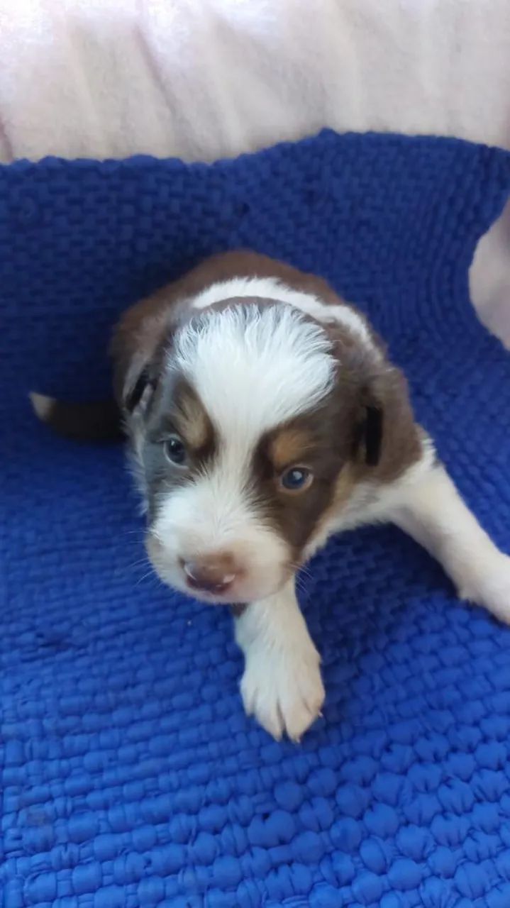 Border collie  - Foto 4