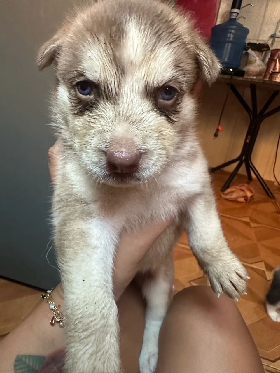 Vendo Filhotes de Husky Siberiano  - Foto 3